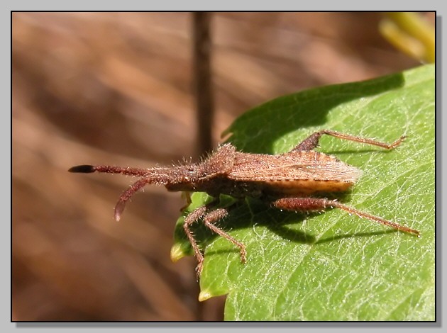 Coriomeris denticulatus